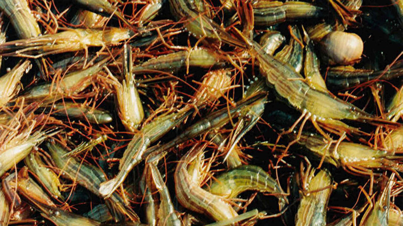 В Крыму за незаконный лов креветки возбуждено уголовное дело