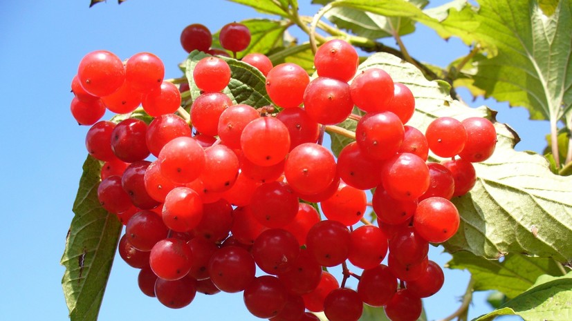 Диетолог рассказала, чем можно заменить экзотические продукты