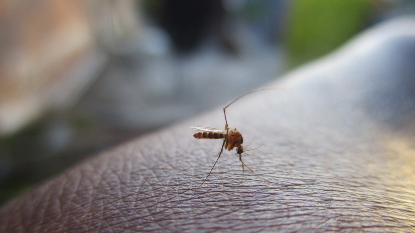 В Роспотребнадзоре назвали срок жизни COVID-19 в комарах