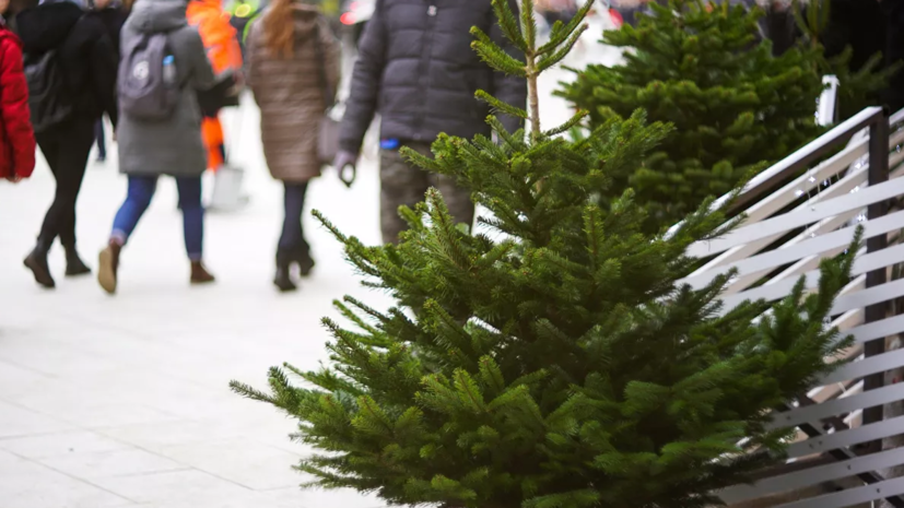В Подмосковье откроются около 400 ёлочных базаров