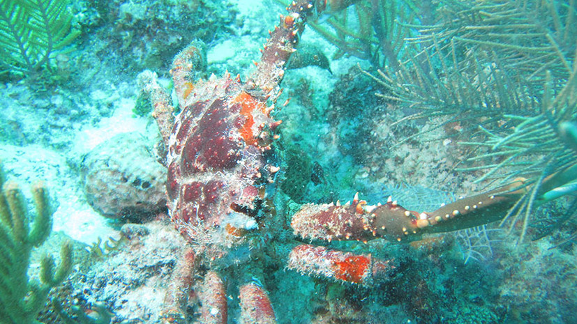 Борьба с морскими сорняками: как крабы способствуют восстановлению коралловых рифов