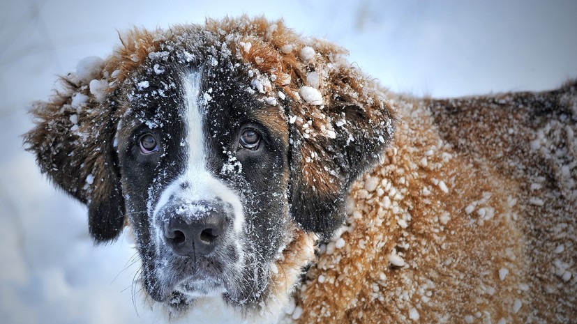 Кинологи рассказали, как защитить собак от зимних реагентов