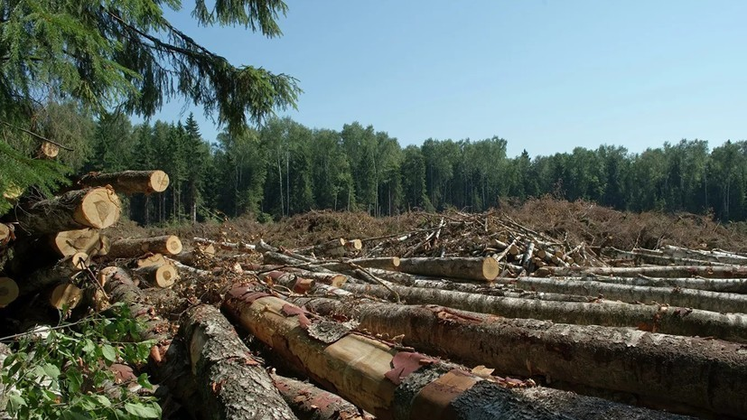 В Удмуртии возбуждено дело по факту незаконной вырубки леса