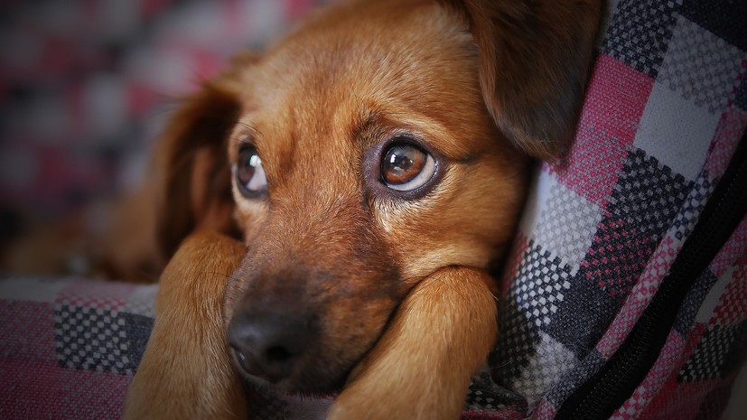 Кинологи рассказали, как помочь собаке справиться со стрессом в новогодние праздники