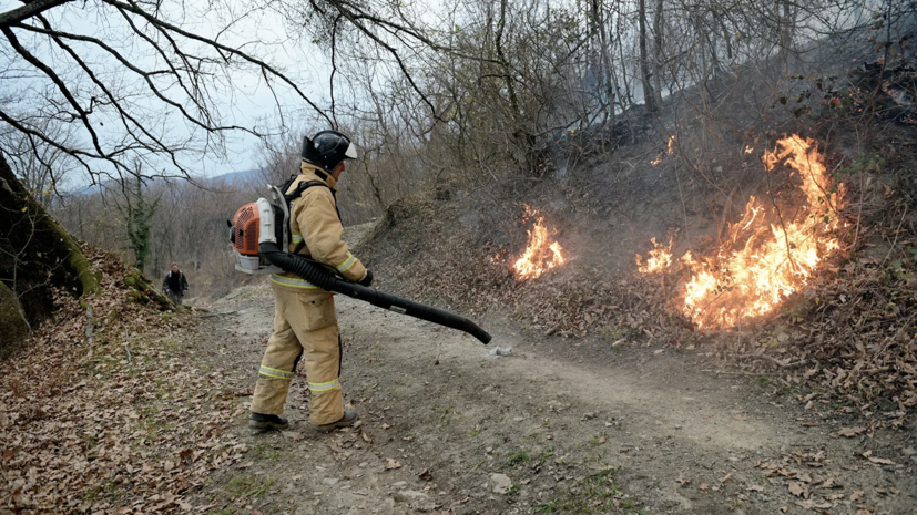 В Сочи завели дело об уничтожении имущества после лесных пожаров