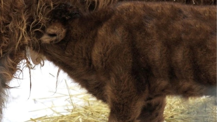 В нижегородском зоопарке родился телёнок шотландской породы хайленд