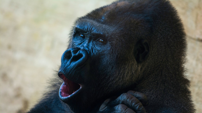 Две гориллы в зоопарке Сан-Диего инфицированы коронавирусом