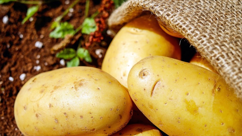 Экономист прокомментировал идею продавать картофель «экономкласса»