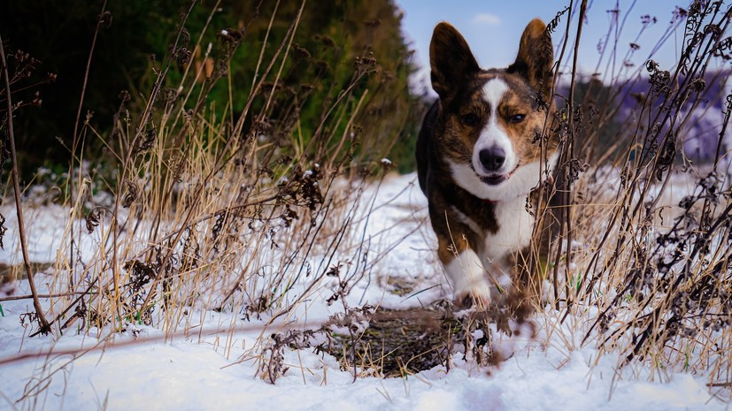Ветврач рассказал о правилах выгула собак в холодную погоду
