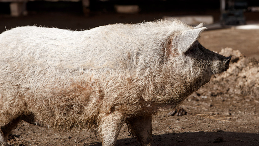 У домашних свиней в Приморье обнаружили АЧС