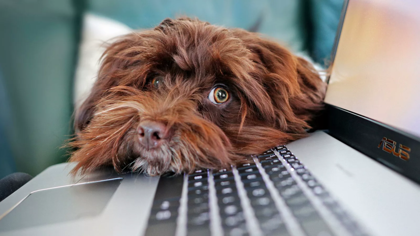 Россия представит вакцину от коронавируса для животных в конце апреля