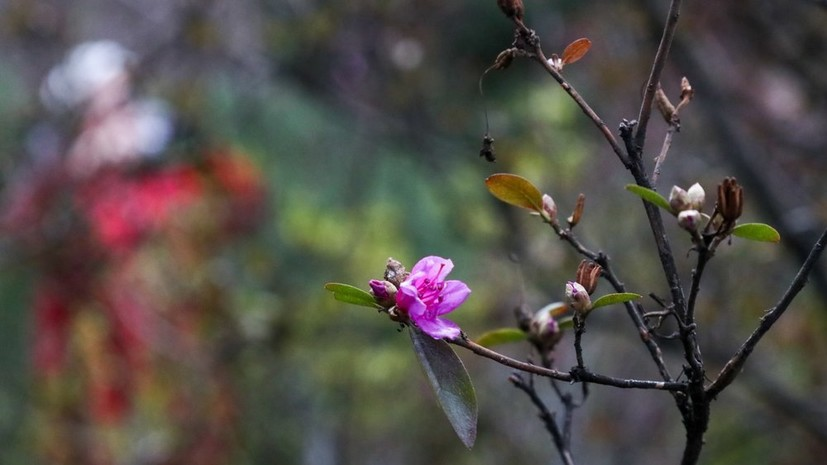 Синоптики сообщили о набухании почек в Московском регионе