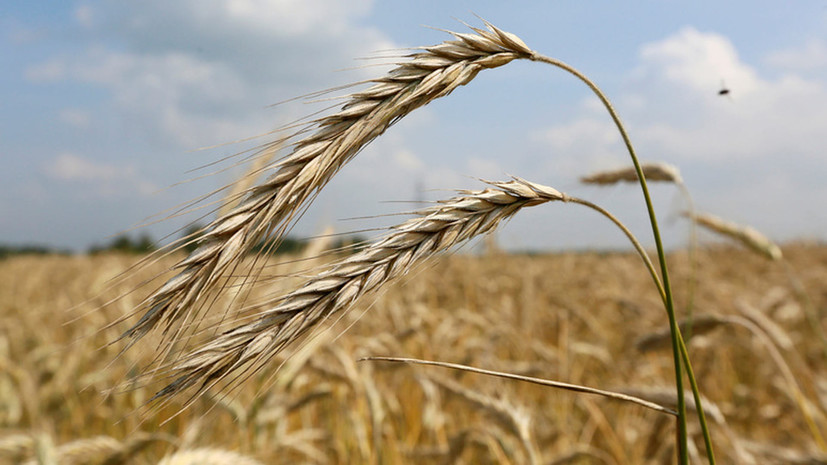 Украина запретит ввоз из России пшеницы, подсолнечного масла и бумаги