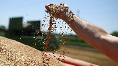 Зёрна пшеницы во время уборки урожая на полях АО «Рассвет» в Краснодарском крае