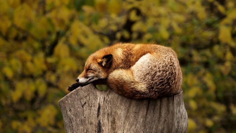 Россельхознадзор оценил риск распространения COVID-19 среди диких животных