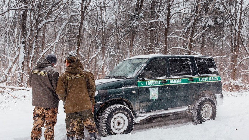 Прокуроры начали проверку после гибели амурского тигра в Хабаровском крае