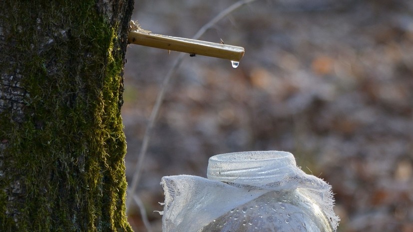 Диетолог рассказала о правилах употребления берёзового сока