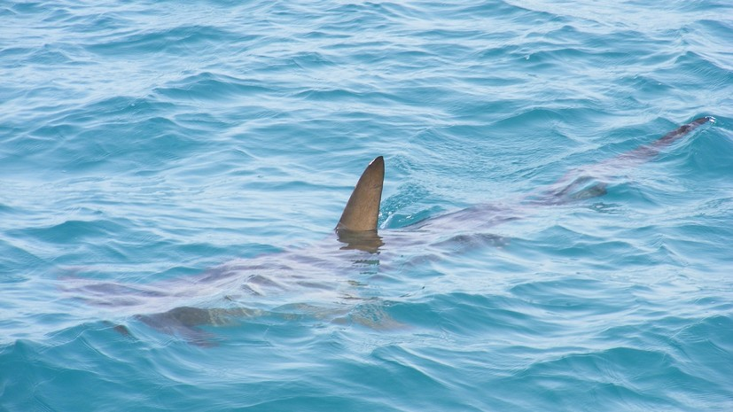 Мужчина погиб в результате нападения акулы у берегов Новой Каледонии