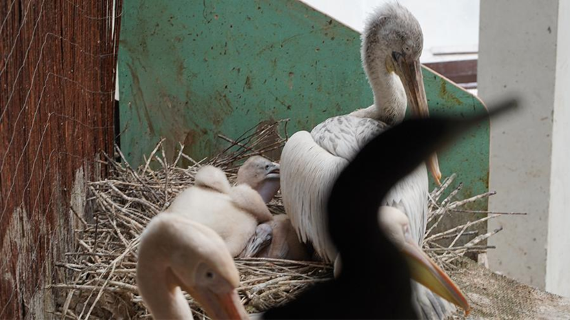 В Московском зоопарке появились на свет птенцы кудрявых пеликанов