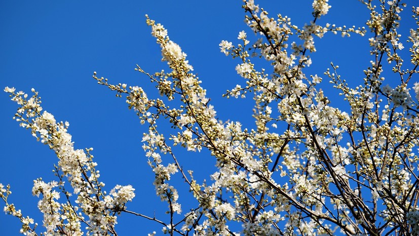 Синоптик рассказала о погоде в Свердловской области в начале мая