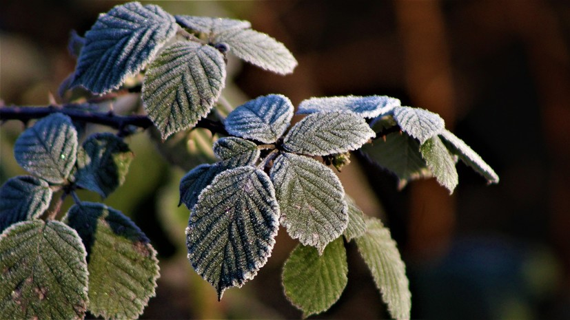 В Оренбургской области предупредили о заморозках в ночь на 13 мая