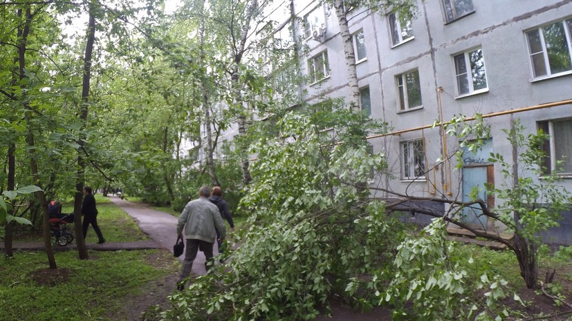 В Москве ветер за сутки повалил почти 60 деревьев