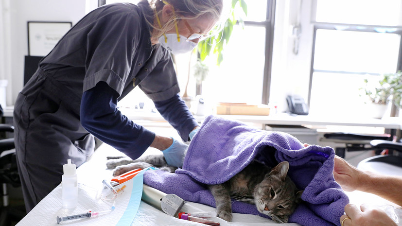 Более 500 ветеринаров ежегодно повышают квалификацию в учебном центре государственной ветслужбы