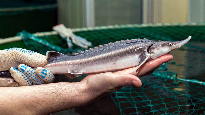 В технопарке «Красносельский» рассказали о своих основных проектах