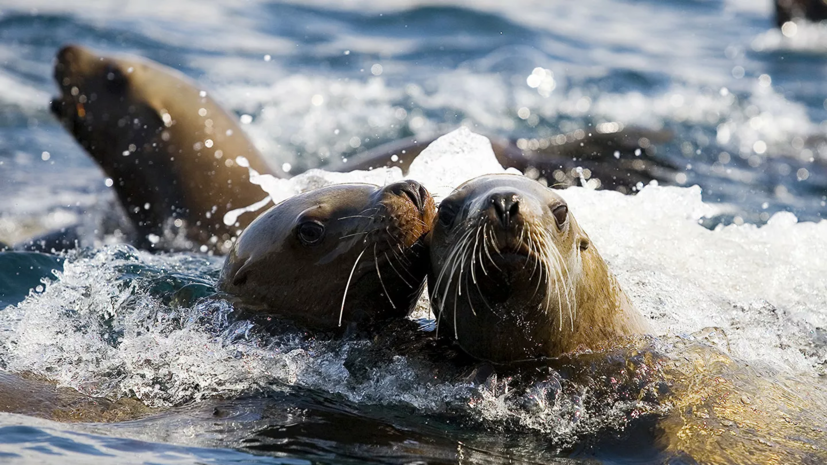 В Петербурге рассказали, как вести себя при встрече с тюленями