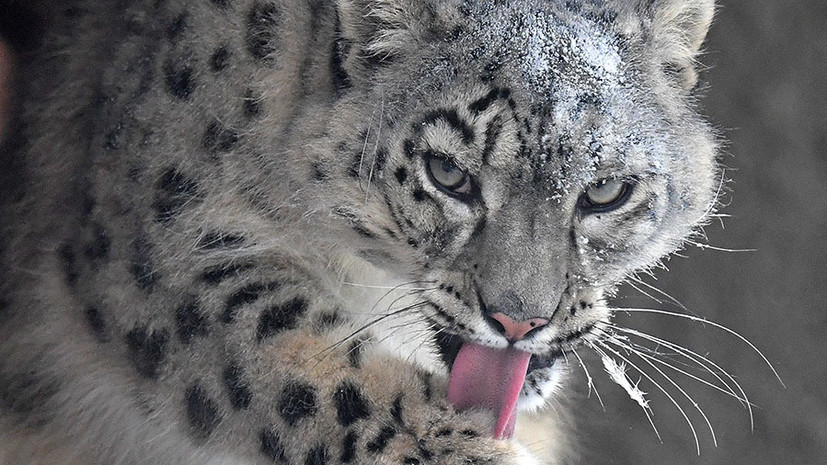 Редкая фауна: тест RT о краснокнижных животных России