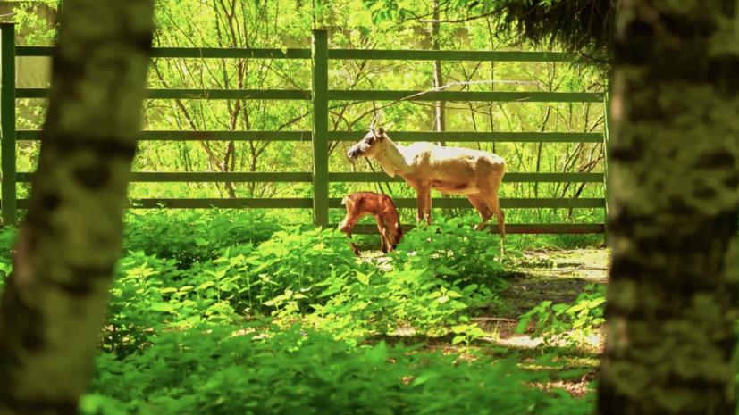 В Московском зоопарке родились детёныши краснокнижного северного оленя
