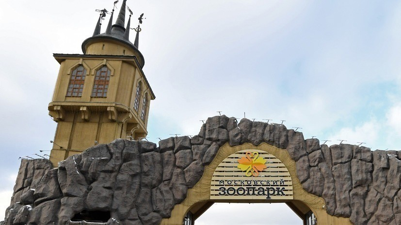 Сурикаты вернулись в уличный вольер в Московском зоопарке