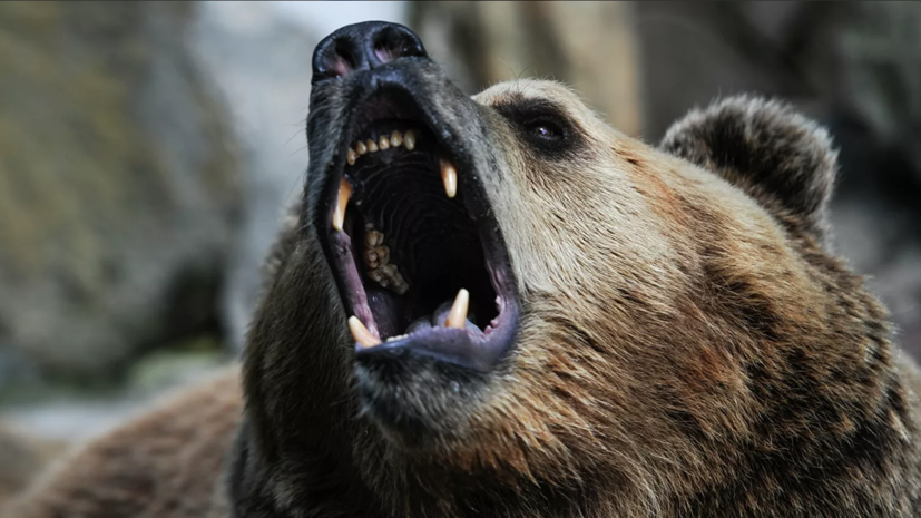 В Красноярском крае застрелили напавшего на туристов медведя