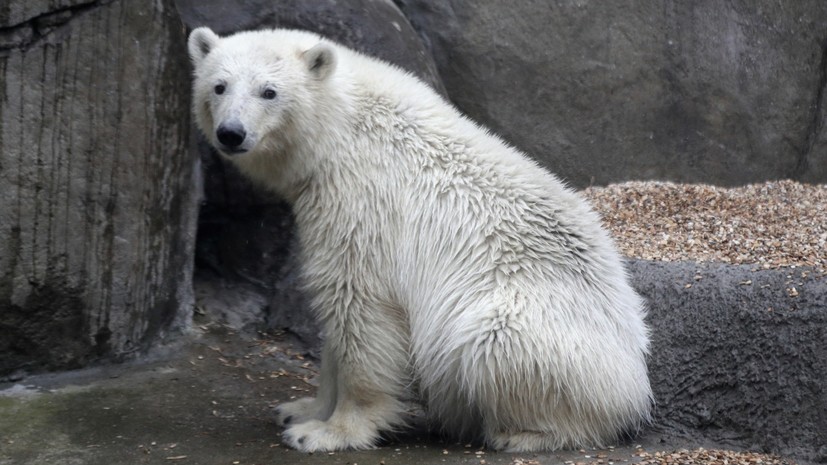 В Московском зоопарке рассказали, как животные борются с жарой