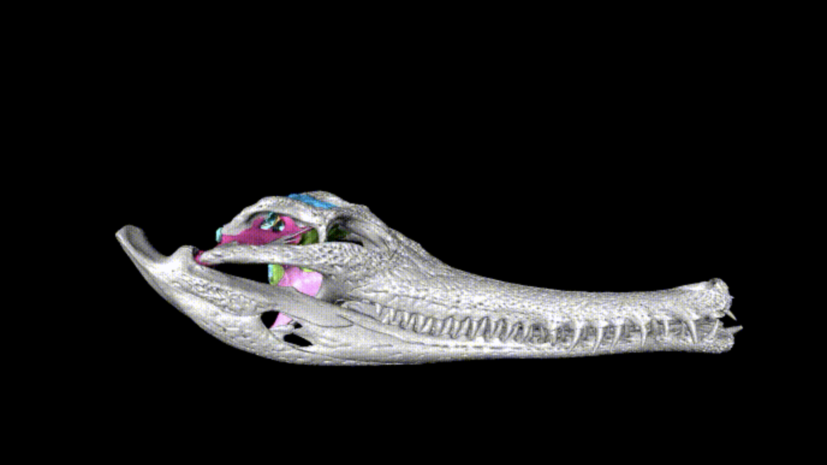 Инструкция к голове рептилии: зачем российские учёные исследовали черепа крокодилов с помощью компьютерной томографии