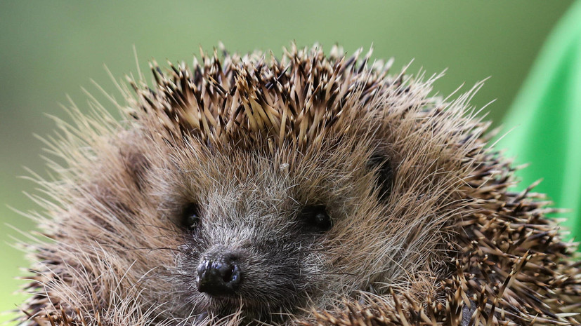 Биолог прокомментировала сообщения о росте популяции ежей в Подмосковье