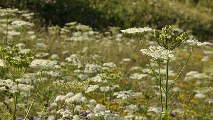 В Подмосковье от борщевика обработали свыше 12 тысяч га земель