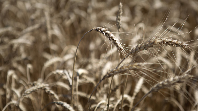 ВНИИ ГОЧС предупредил о возможной гибели сельхозкультур в Оренбургской области из-за засухи