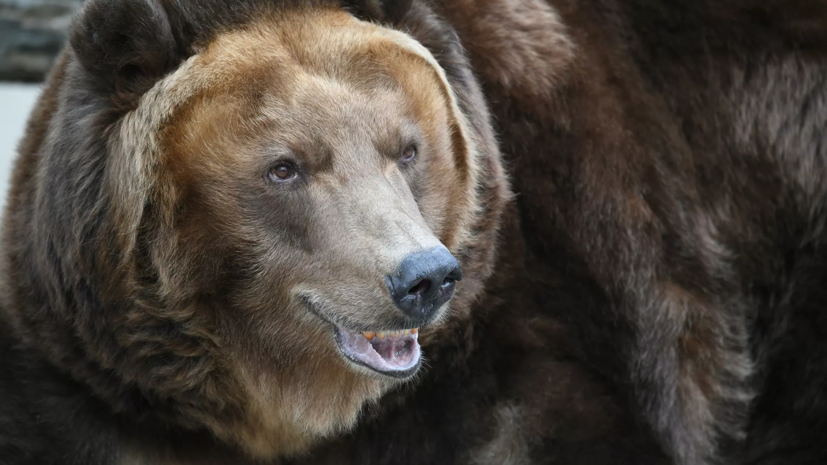 В «Ергаках» убит медведь, обнаруженный рядом с местом нападения на туристов