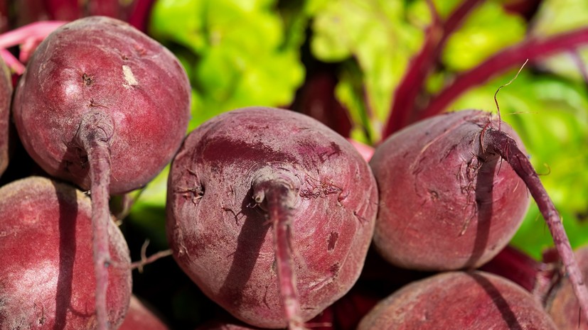 Эксперт указал садоводам на главные ошибки при выращивании свёклы