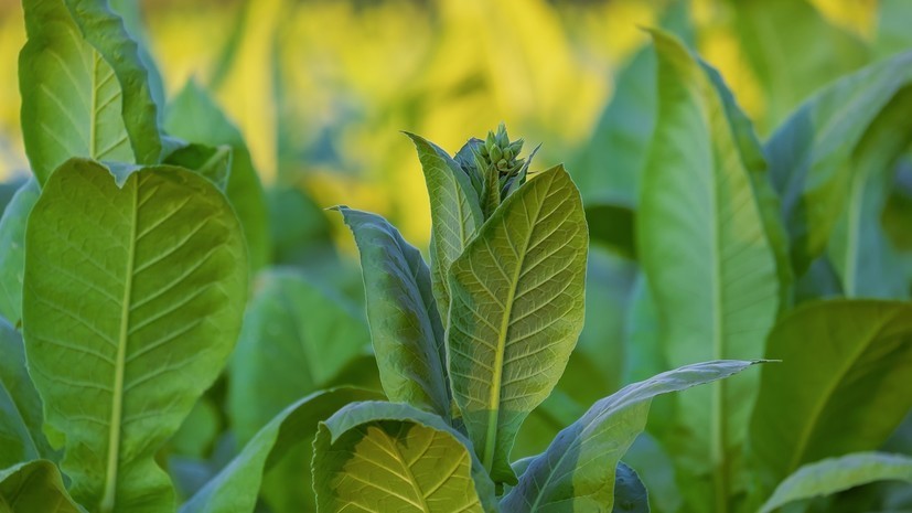 Россельхознадзор отменил запрет на импорт табачного сырья из Индии