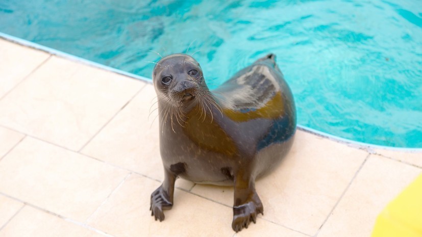 В Ладожское озеро выпустили двух нерпят, спасённых в Петербурге