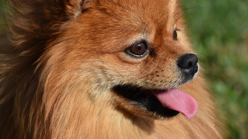 Названа самая популярная порода собак в России