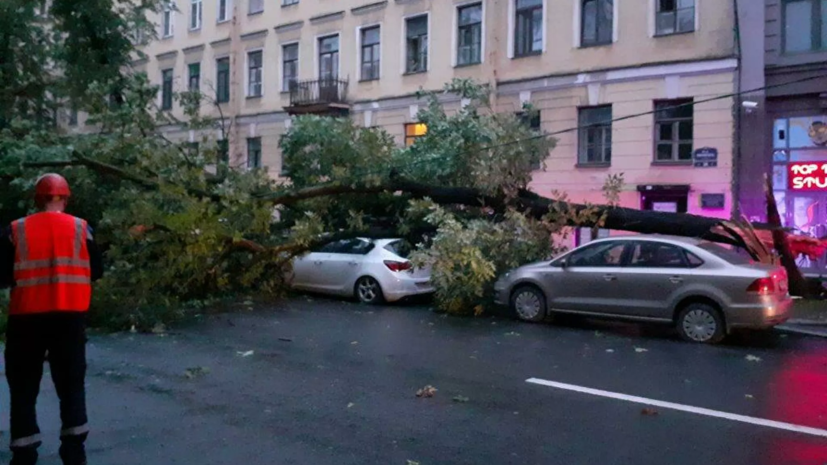 В Петербурге сильный ветер за ночь повалил почти сотню деревьев