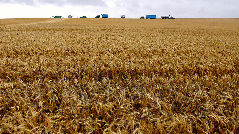 Минсельхоз сообщил о снижении экспорта зерна в июле