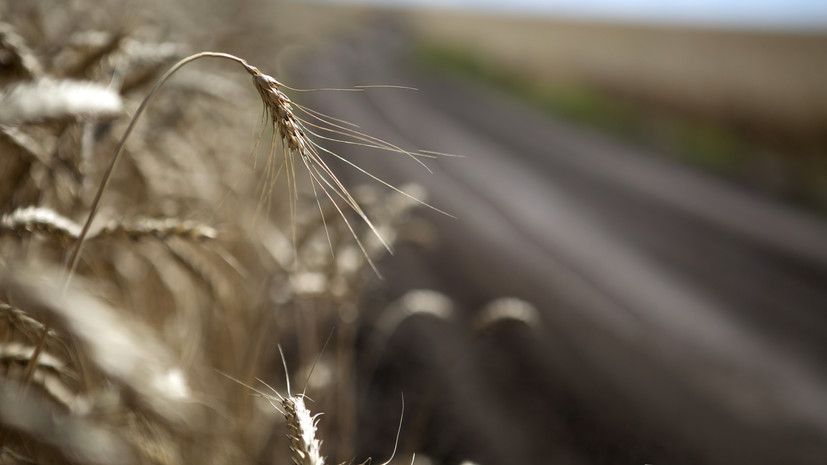 В Российском зерновом союзе прокомментировали ситуацию с экспортом
