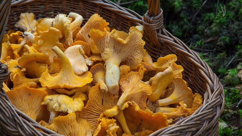 Диетолог дала советы по хранению грибов