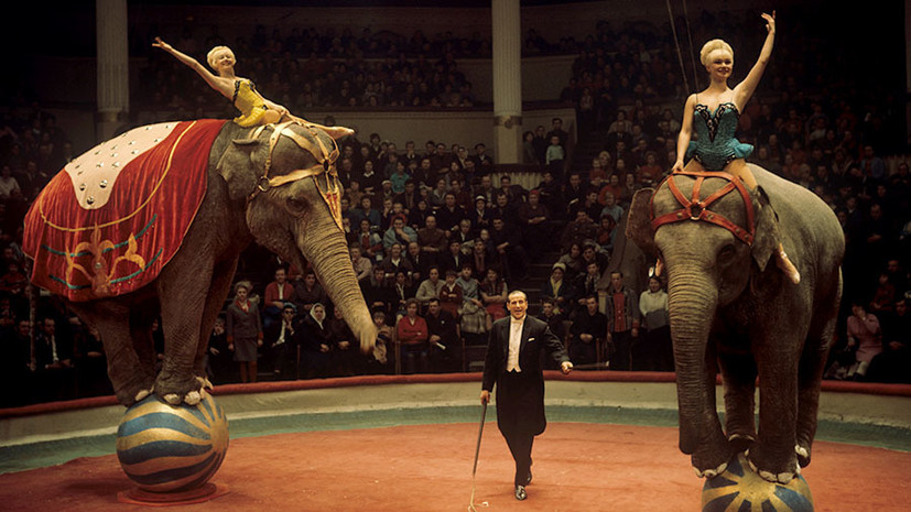 На арену: тест RT о русском цирке