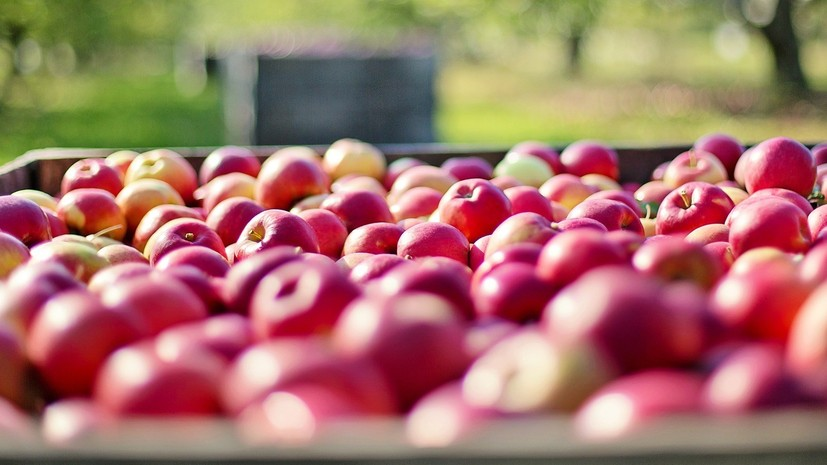 Ряду азербайджанских предприятий разрешили поставлять яблоки в Россию