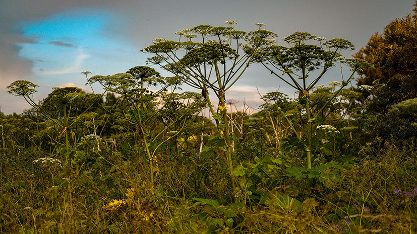 В Подмосковье оштрафовали владельцев более 900 участков за борщевик